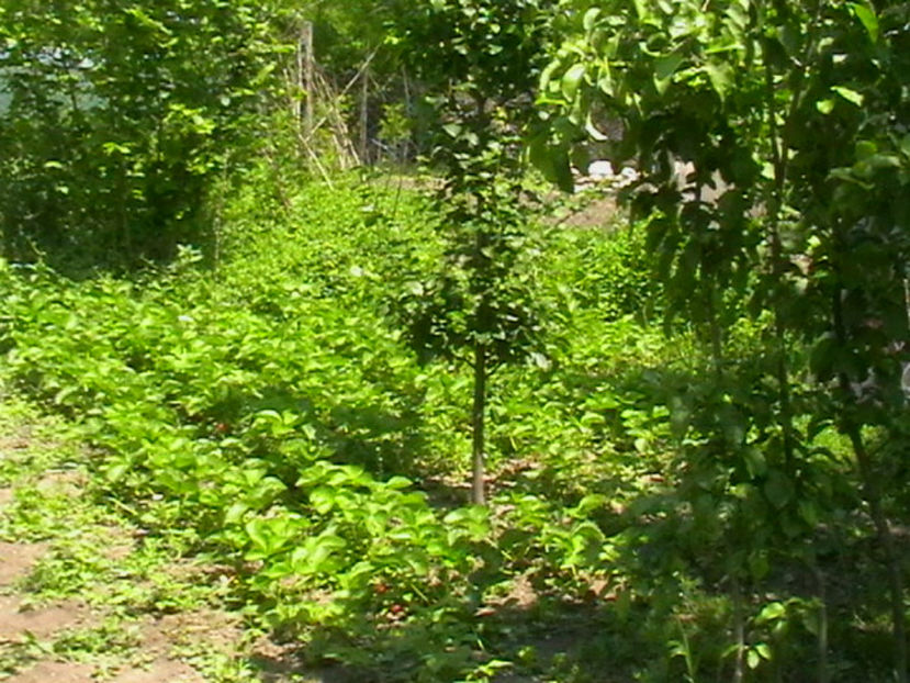 elianny - Capsuni Soiul Elianny