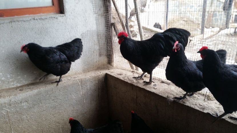  - Australorp