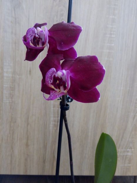nr9-19.02 - orhidee 2017