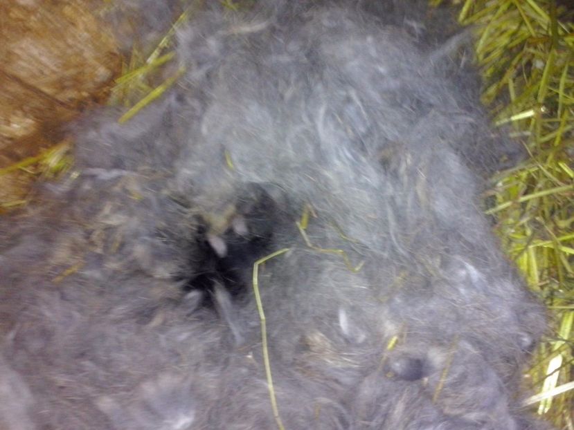 IMG-20170218-WA0003 - 3 cuib 17 02 2017