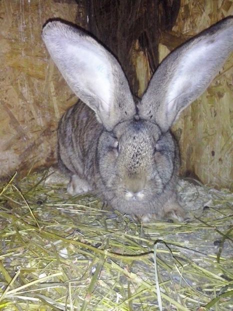 RO 15   5604 - 3 cuib 17 02 2017