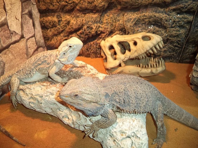  - Reptilele mele