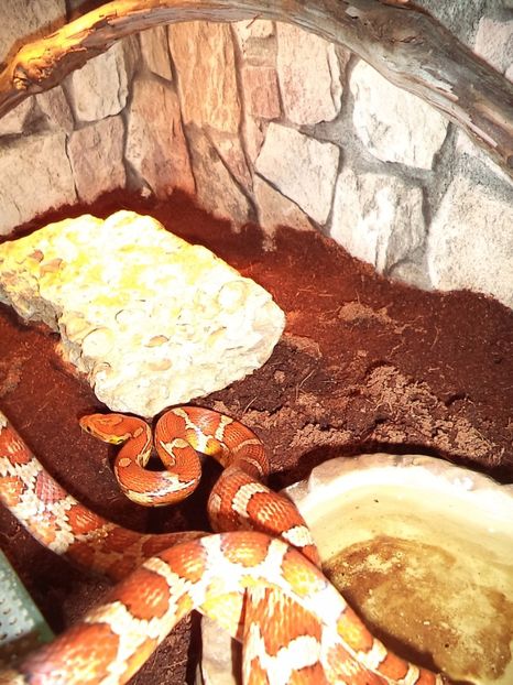  - Reptilele mele