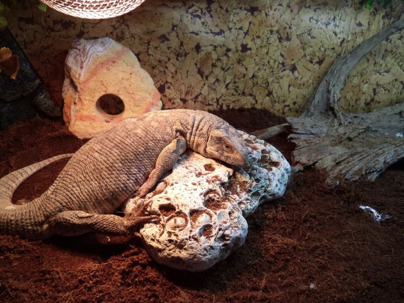  - Reptilele mele