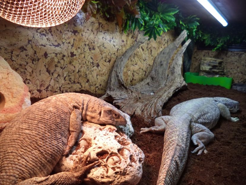  - Reptilele mele