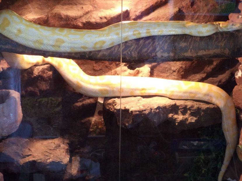  - Reptilele mele