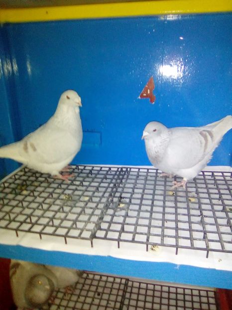 M 2016/ F2015 - 2017 Matca