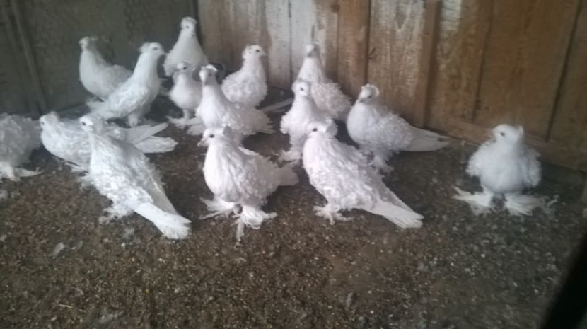  - porumbei creti francezi