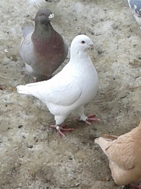 20170218_144423-1-1 - American Giant Homer 2017