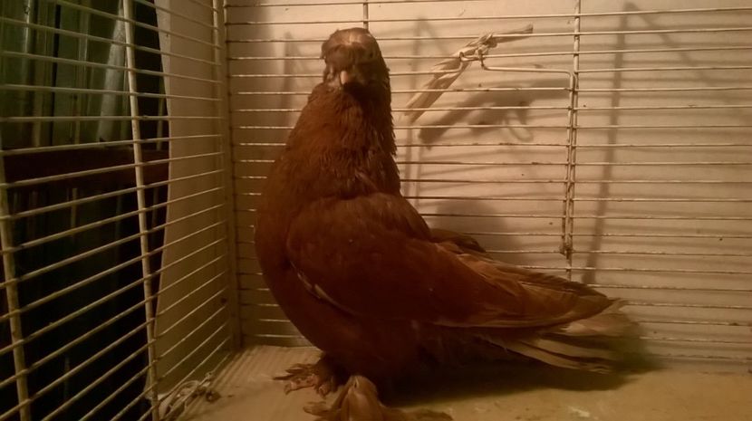  - jucatori de botosani