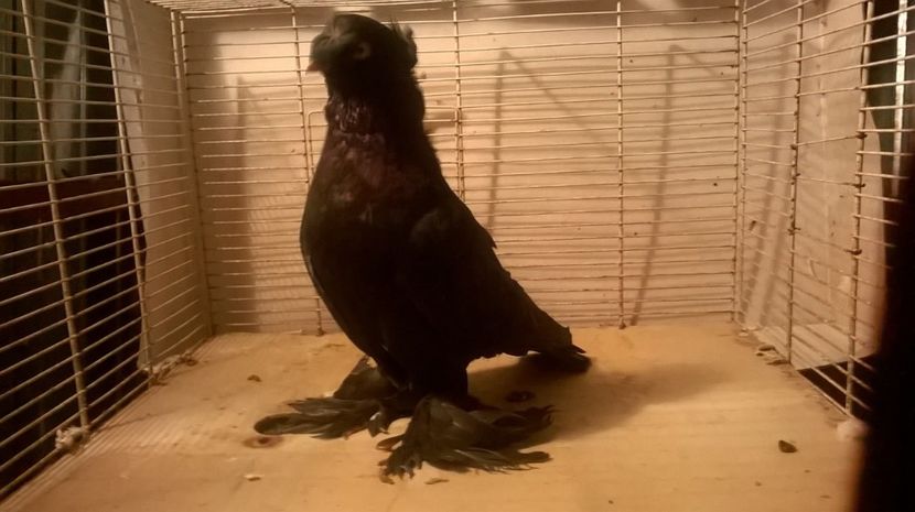  - jucatori de botosani