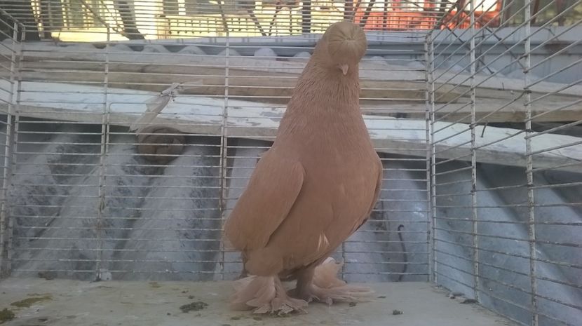  - jucatori de botosani