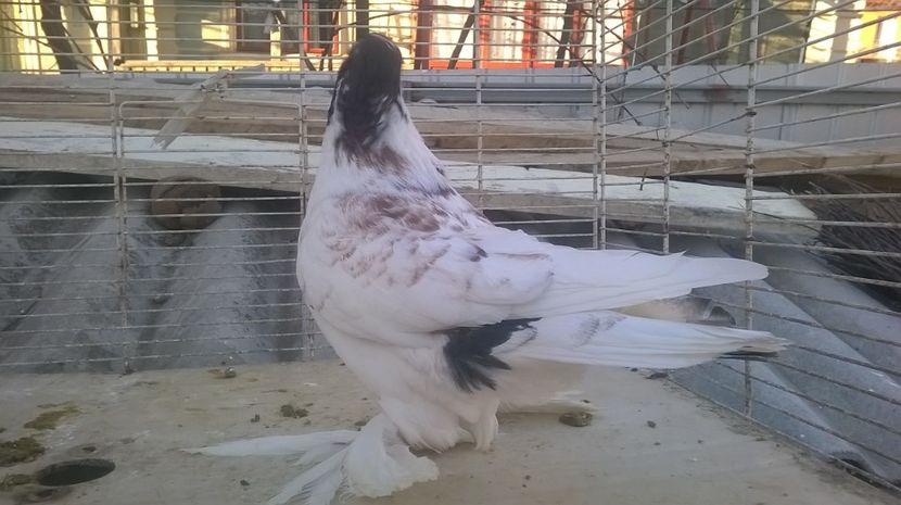  - jucatori de botosani