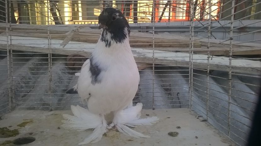  - jucatori de botosani