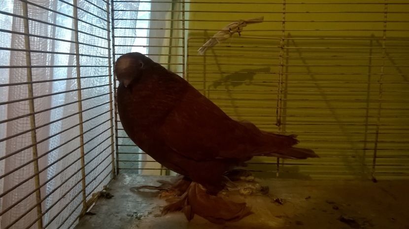  - jucatori de botosani