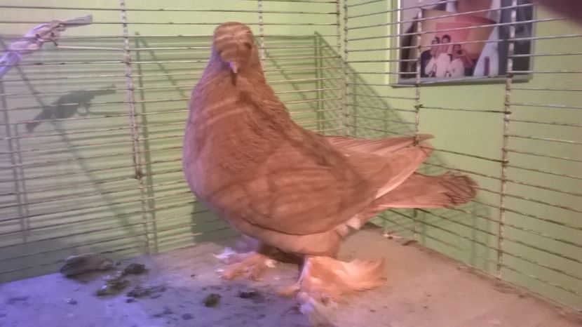  - jucatori de botosani