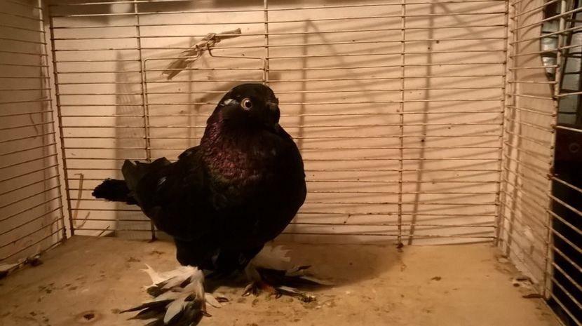  - jucatori de botosani