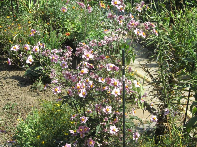  - Flori de gradina-2016-Toamna