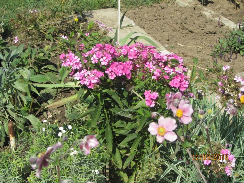 - Flori de gradina-2016-Toamna