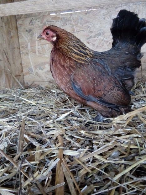  - Mii de flori Potarnichiu