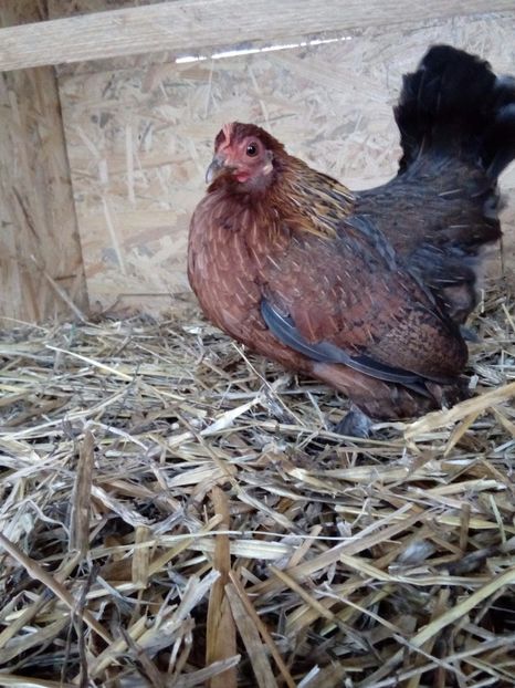  - Mii de flori Potarnichiu