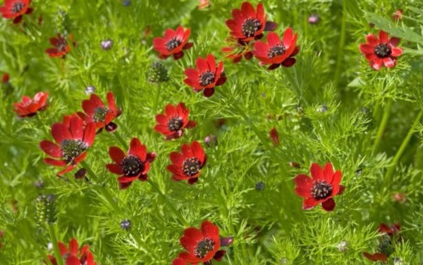 Adonis annua L seminte - ACASA-De vinzare-Flori-Arbusti-Seminte 2017