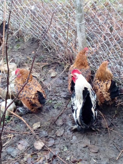  - Mii de flori portelan