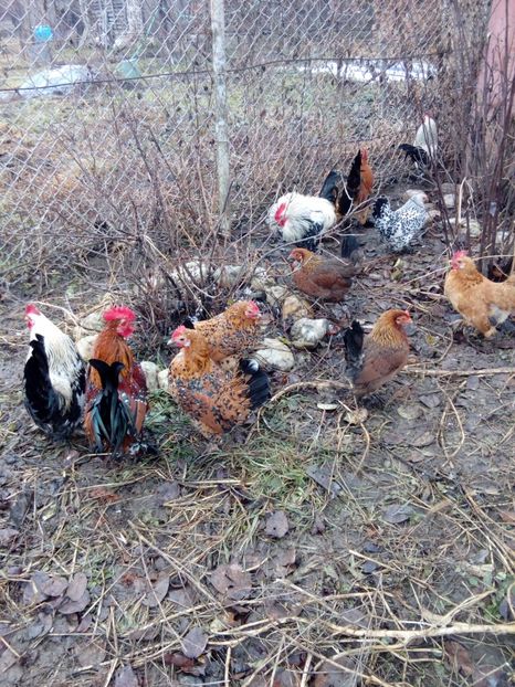  - Mii de flori portelan