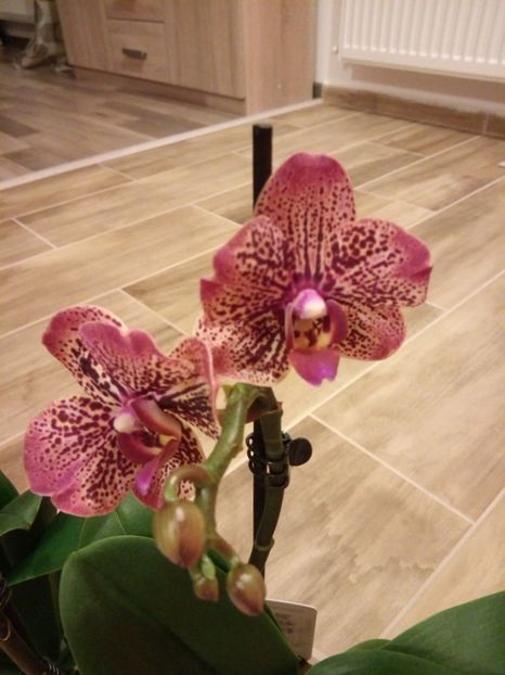  - florile mele dragi