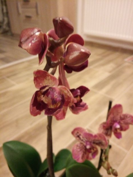  - florile mele dragi