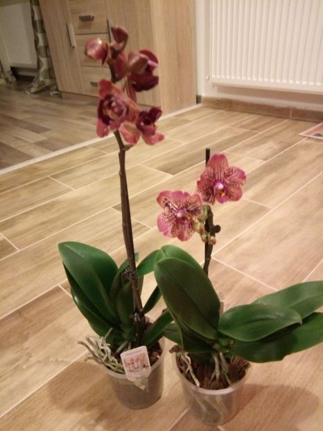  - florile mele dragi