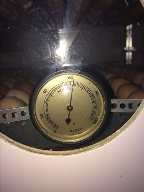  - Incubez oua gaina orice rasa