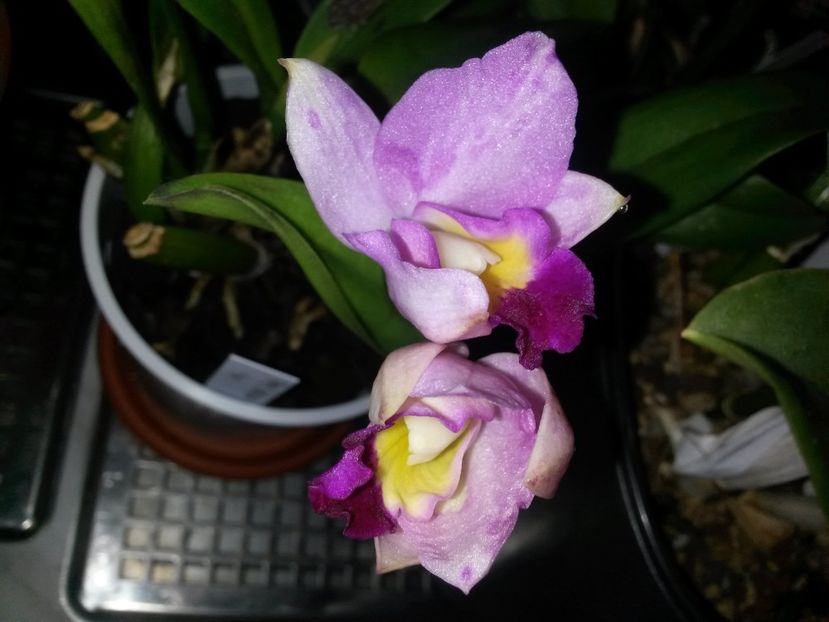 cattleya roz deschis 1 2017.02.18 - Copy - catt 2017