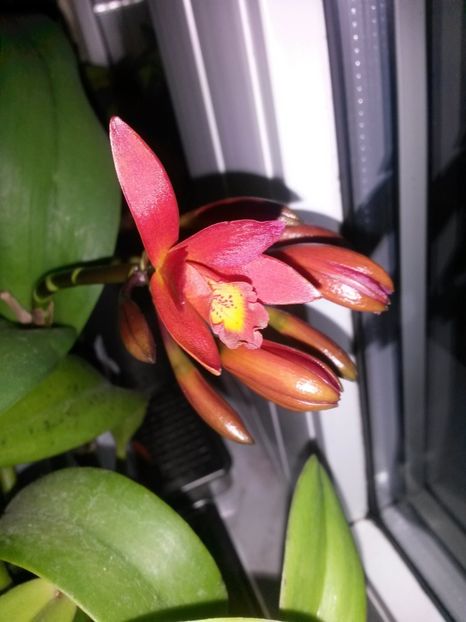 cattleya rosie C 2017.02.14 - Copy - catt 2017