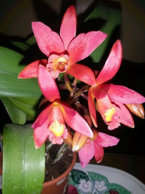 cattleya rosie C 2017.02.15 - Copy - catt 2017