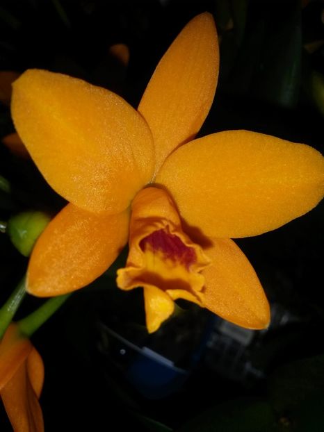 cattleya shinfong little sun golden boy rth. 2017.02.14 2 - Copy - catt 2017