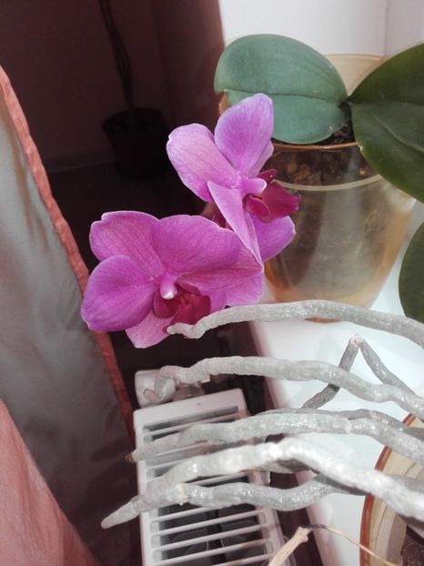 orhidee mov cu ochi alb - orhidee adoptate