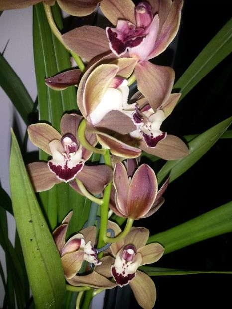 Cymbidium caramel 2017.02.14 - cymbidium