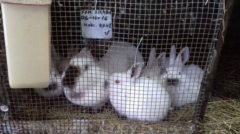  - A-IEPURI TINERET CALIFORNIAN B