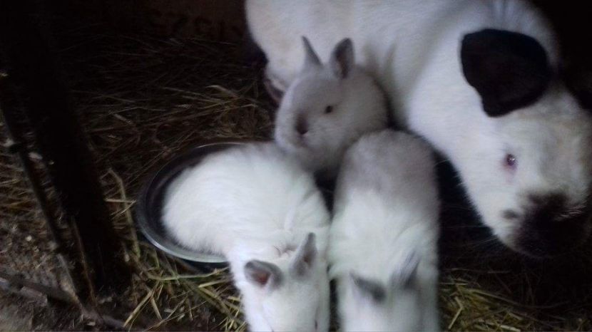  - A-IEPURI TINERET CALIFORNIAN B