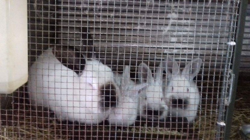  - A-IEPURI TINERET CALIFORNIAN B