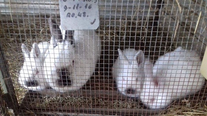  - A-IEPURI TINERET CALIFORNIAN B