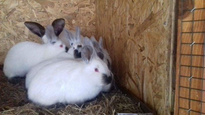  - A-IEPURI TINERET CALIFORNIAN B