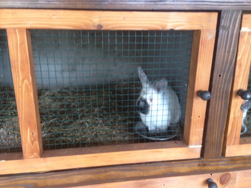  - A-IEPURI TINERET CALIFORNIAN B