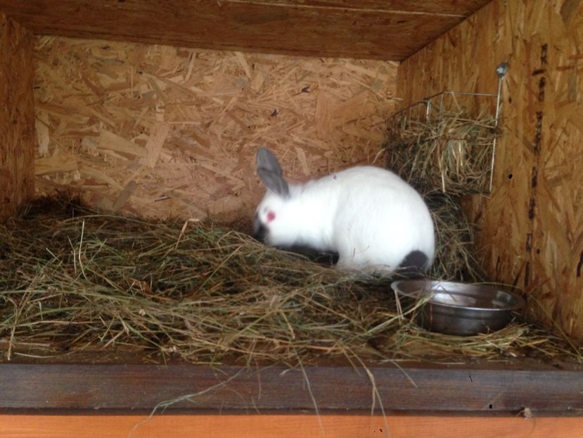  - A-IEPURI TINERET CALIFORNIAN B