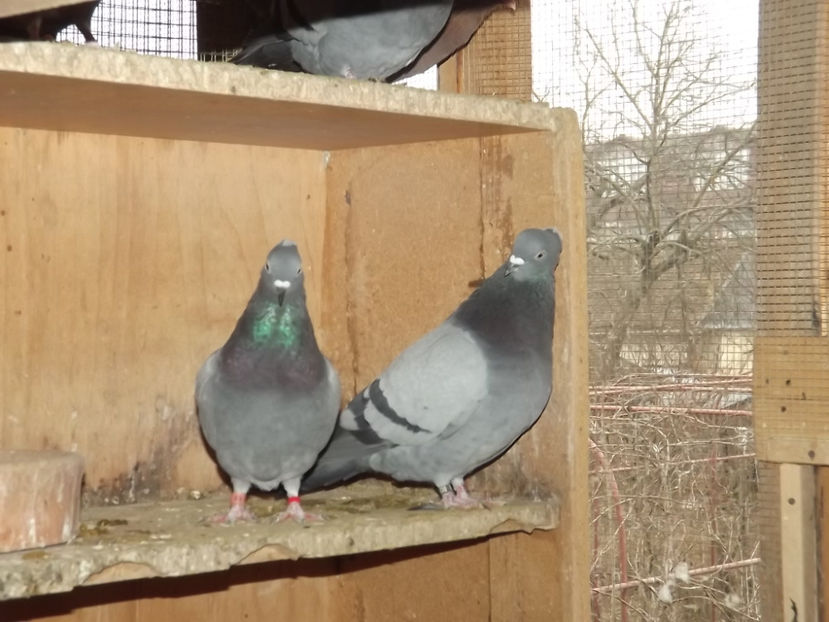  - Zburatori de Beograd