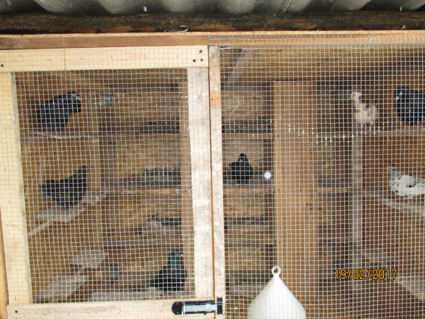  - 1 CASUTE ROLLERI DE BIRMINGHAM