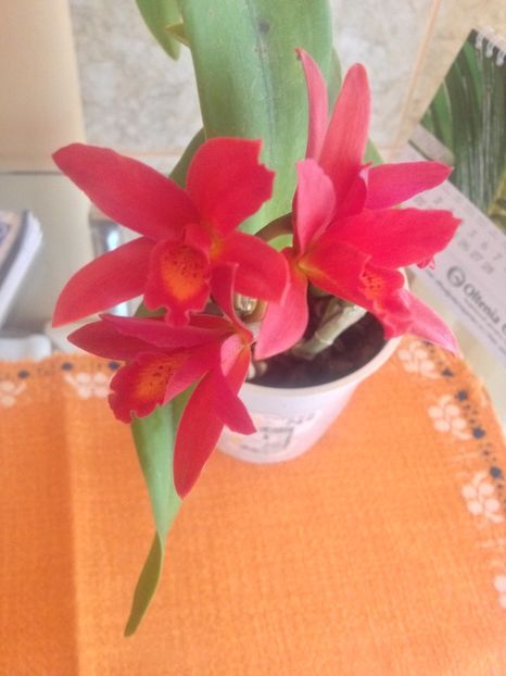 image - cattleya