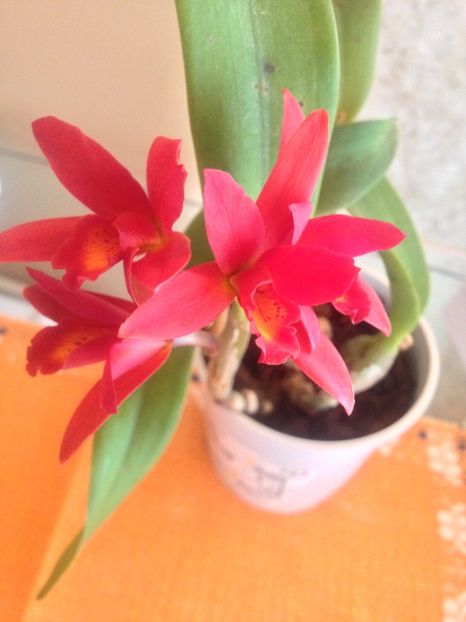 image - cattleya