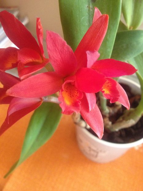 image - cattleya